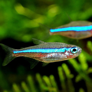 Wild Green Neon Tetra